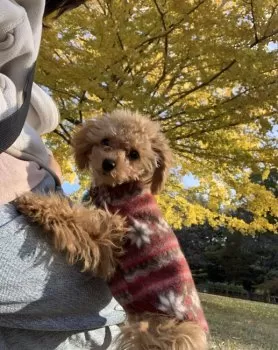 R.S 様のお迎えした子犬