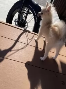 まちゃこ 様のお迎えした子犬