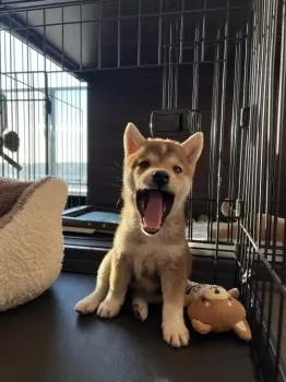 N 様のお迎えした子犬