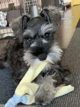 ハリーママ 様のお迎えした子犬