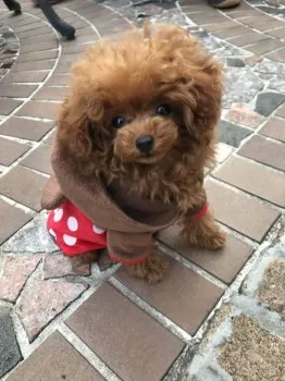 kazu 様のお迎えした子犬