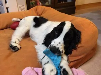 M.I 様のお迎えした子犬