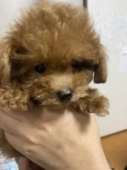 はる 様のお迎えした子犬