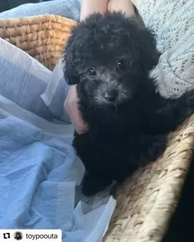 vivi 様のお迎えした子犬