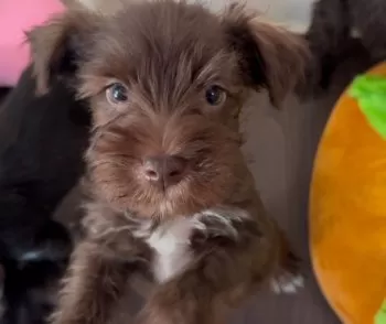 マーシー 様のお迎えした子犬