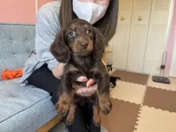 ハリー 様のお迎えした子犬