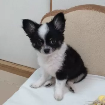 HE 様のお迎えした子犬