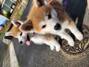 まま 様のお迎えした子犬