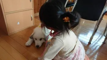 ゆー 様のお迎えした子犬