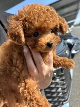 なおねぇ 様のお迎えした子犬