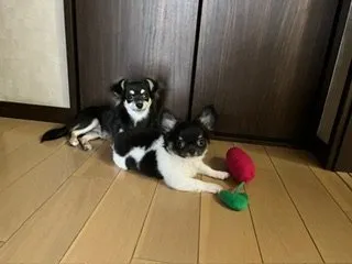 S 様のお迎えした子犬