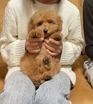 Riho 様のお迎えした子犬