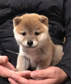 Ｏ 様のお迎えした子犬