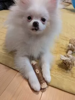 おこめ 様のお迎えした子犬