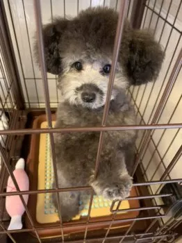 よちこ 様のお迎えした子犬