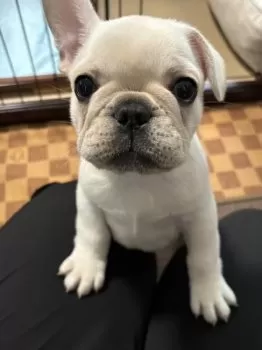 ちゃんまい 様のお迎えした子犬