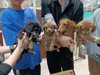 きょーこ 様のお迎えした子犬