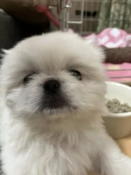 鎌田 様のお迎えした子犬