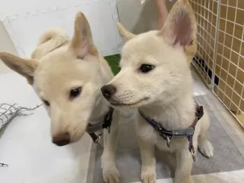 キヨ 様のお迎えした子犬