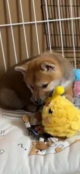 E.O 様のお迎えした子犬