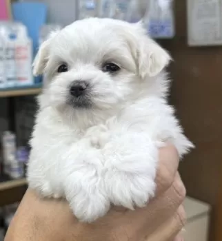 H.M 様のお迎えした子犬