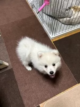 らん 様のお迎えした子犬