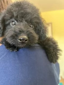 じいじいさん 様のお迎えした子犬