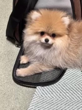 K.S 様のお迎えした子犬
