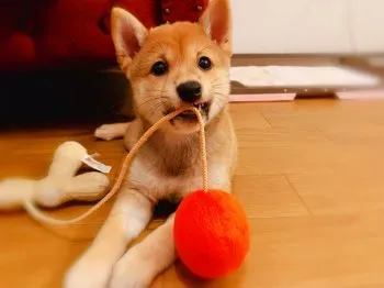 ちあき 様のお迎えした子犬