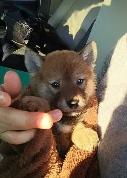 KONちゃん 様のお迎えした子犬