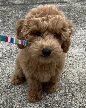 いちごもも 様のお迎えした子犬