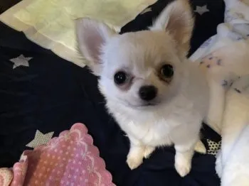 むく 様のお迎えした子犬