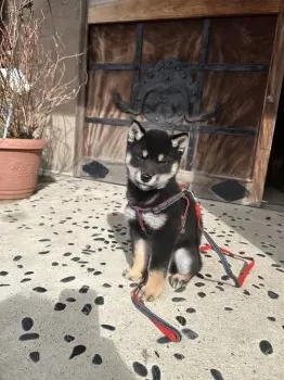 リエ 様のお迎えした子犬