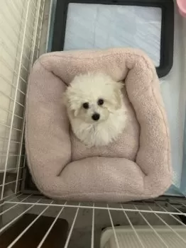 りんごちゃん 様のお迎えした子犬