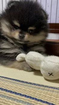 ななし 様のお迎えした子犬