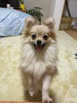 しほ 様のお迎えした子犬