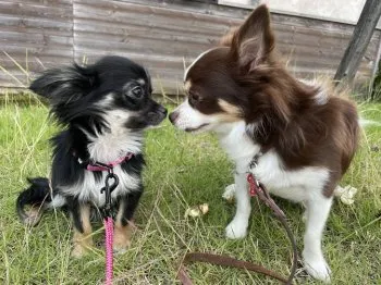 テトママ 様のお迎えした子犬