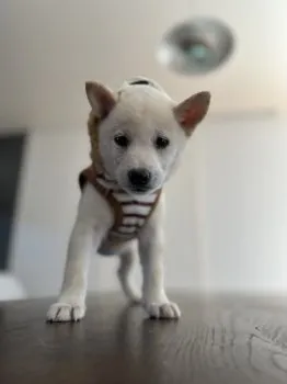 Rocky 様のお迎えした子犬