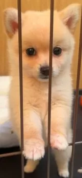 S 様のお迎えした子犬