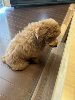 Y.K 様のお迎えした子犬