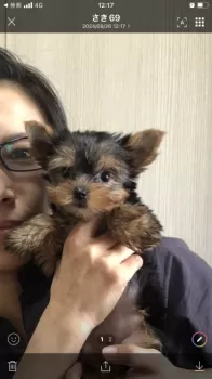 さきちゃん 様のお迎えした子犬