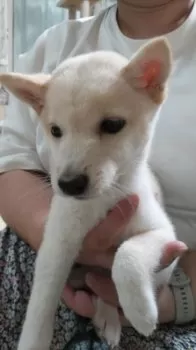 A.N 様のお迎えした子犬