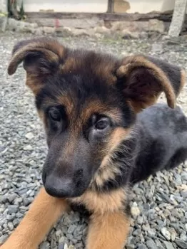 ゆず 様のお迎えした子犬