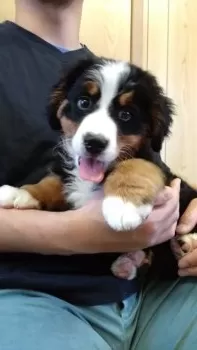 R.B 様のお迎えした子犬