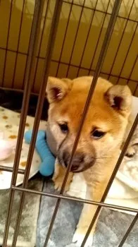 M.O 様のお迎えした子犬