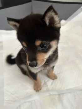 あいと 様のお迎えした子犬