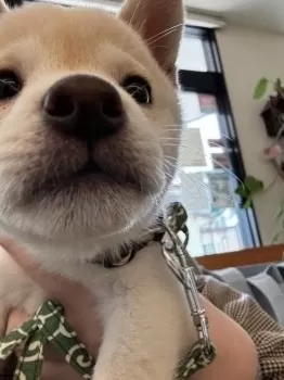 ほのちゃん 様のお迎えした子犬