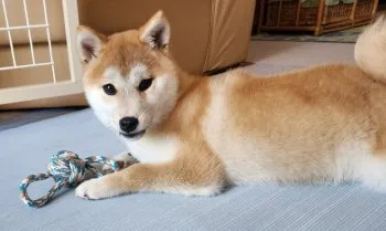 まりちゃん 様のお迎えした子犬