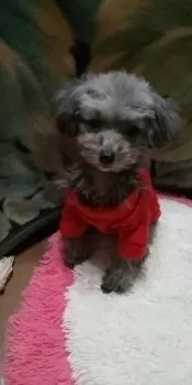 もも 様のお迎えした子犬