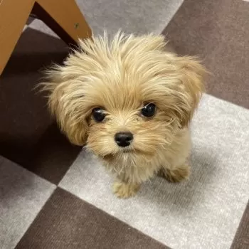 さくさく 様のお迎えした子犬